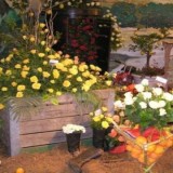 Addo Rose and Garden Show
